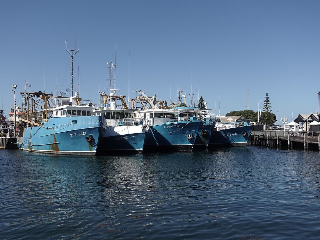 Fishing boats in a harbour