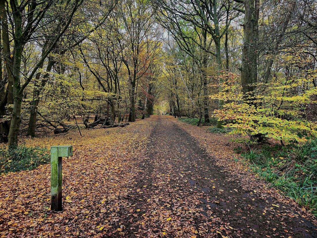 A road through a forest in autumn