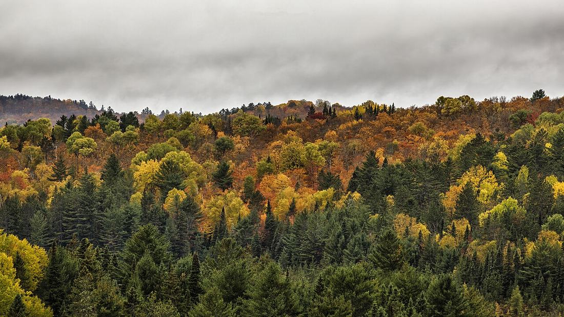 An autumn forest in Canada