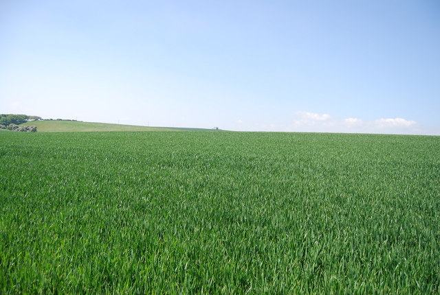 A green crop field