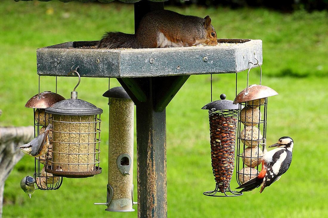 A bird feeder in a garden