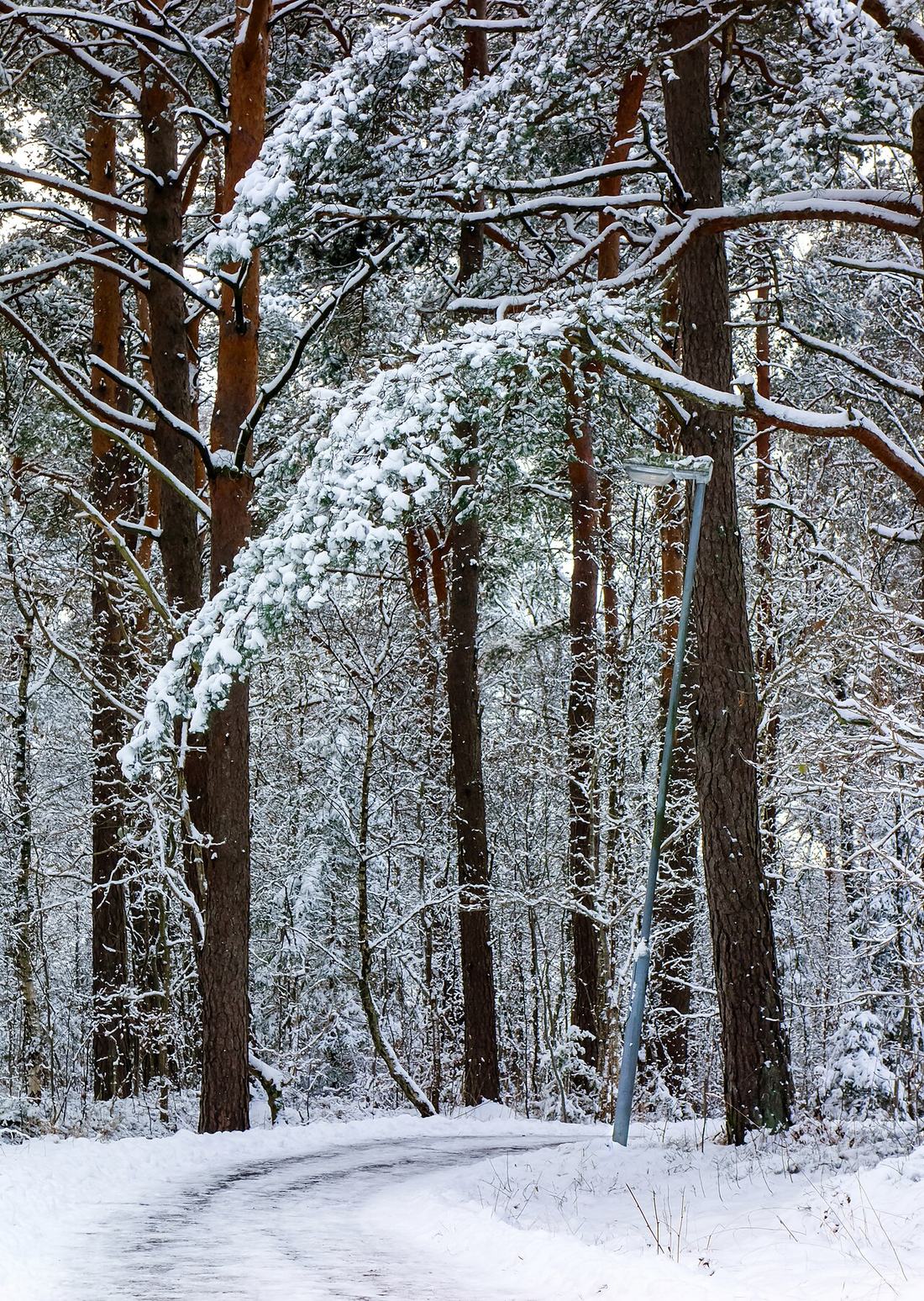 A snow-covered pine bough over a snowy path